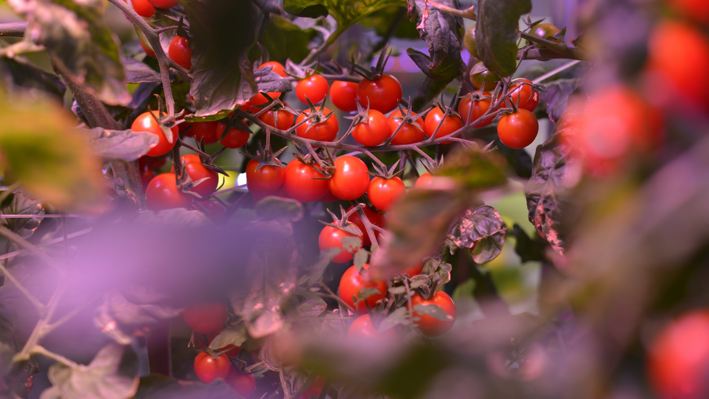 Vine tomatoes & LED canopy