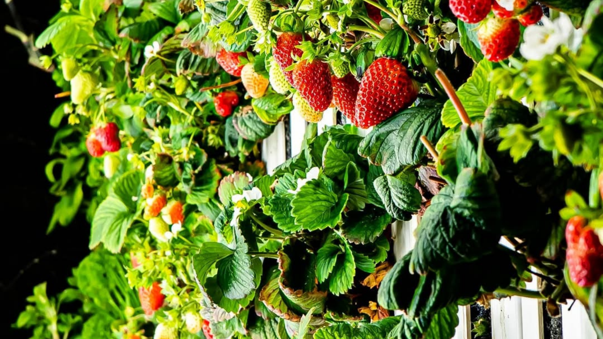 NFT irrigation thin-film recirculation