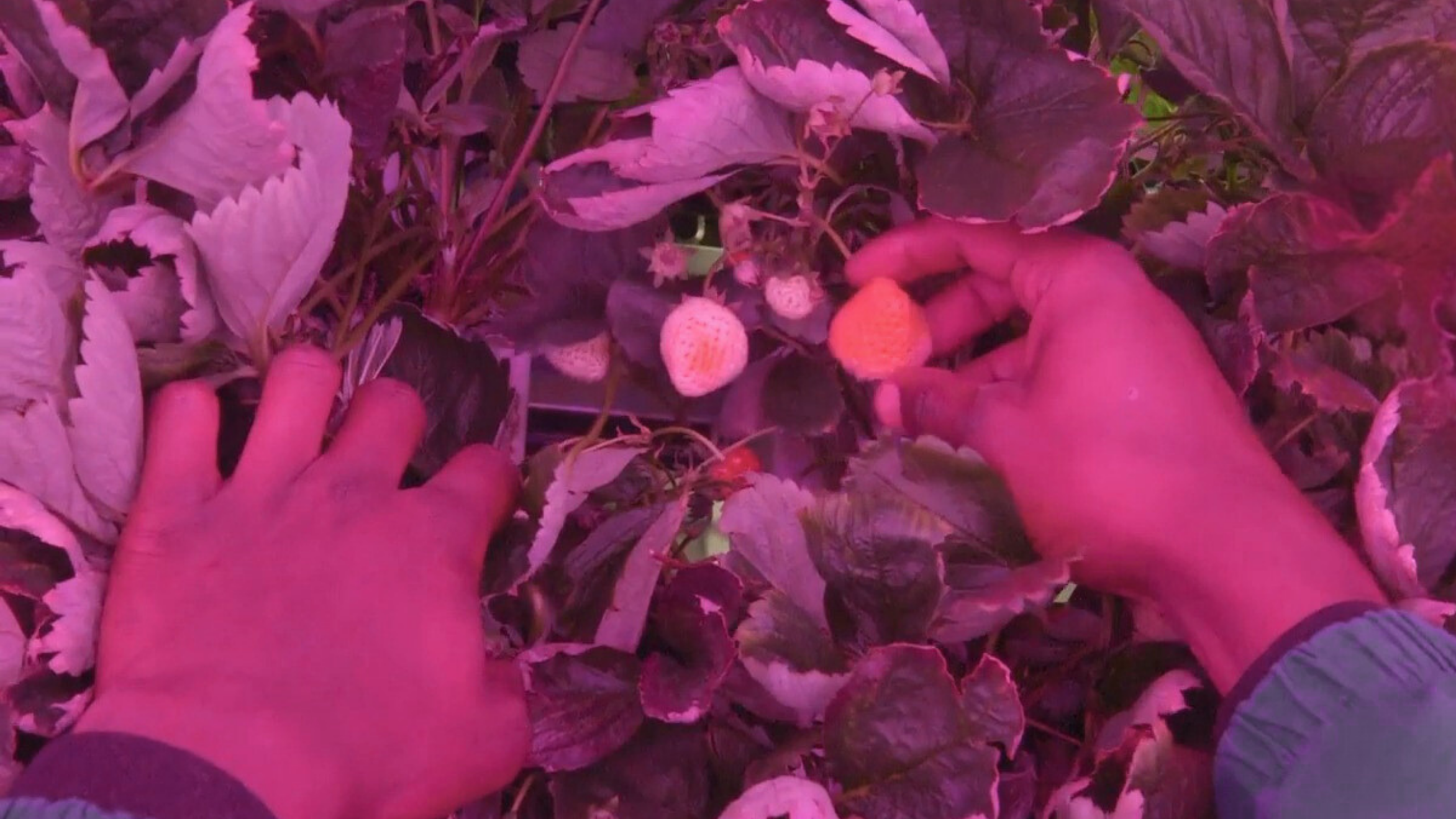 6000 + 6000 plants capacity