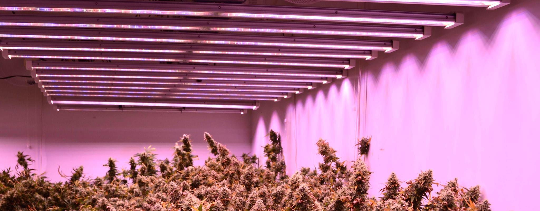 Controlled-environment cannabis production