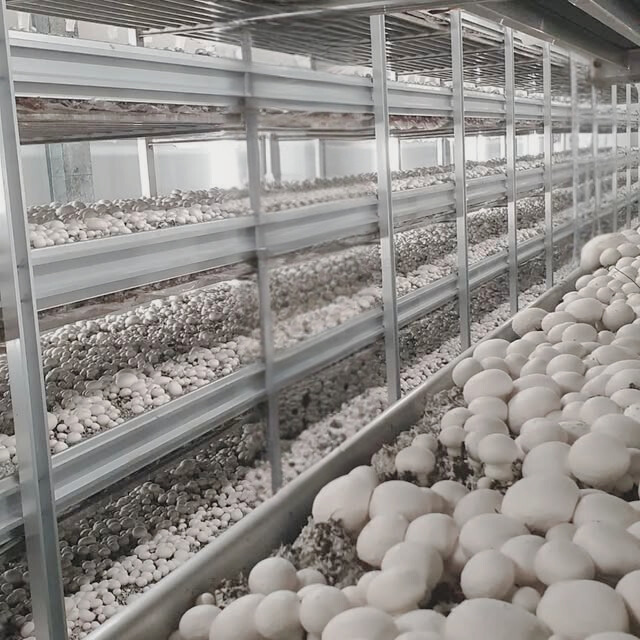 Module & incubator layout