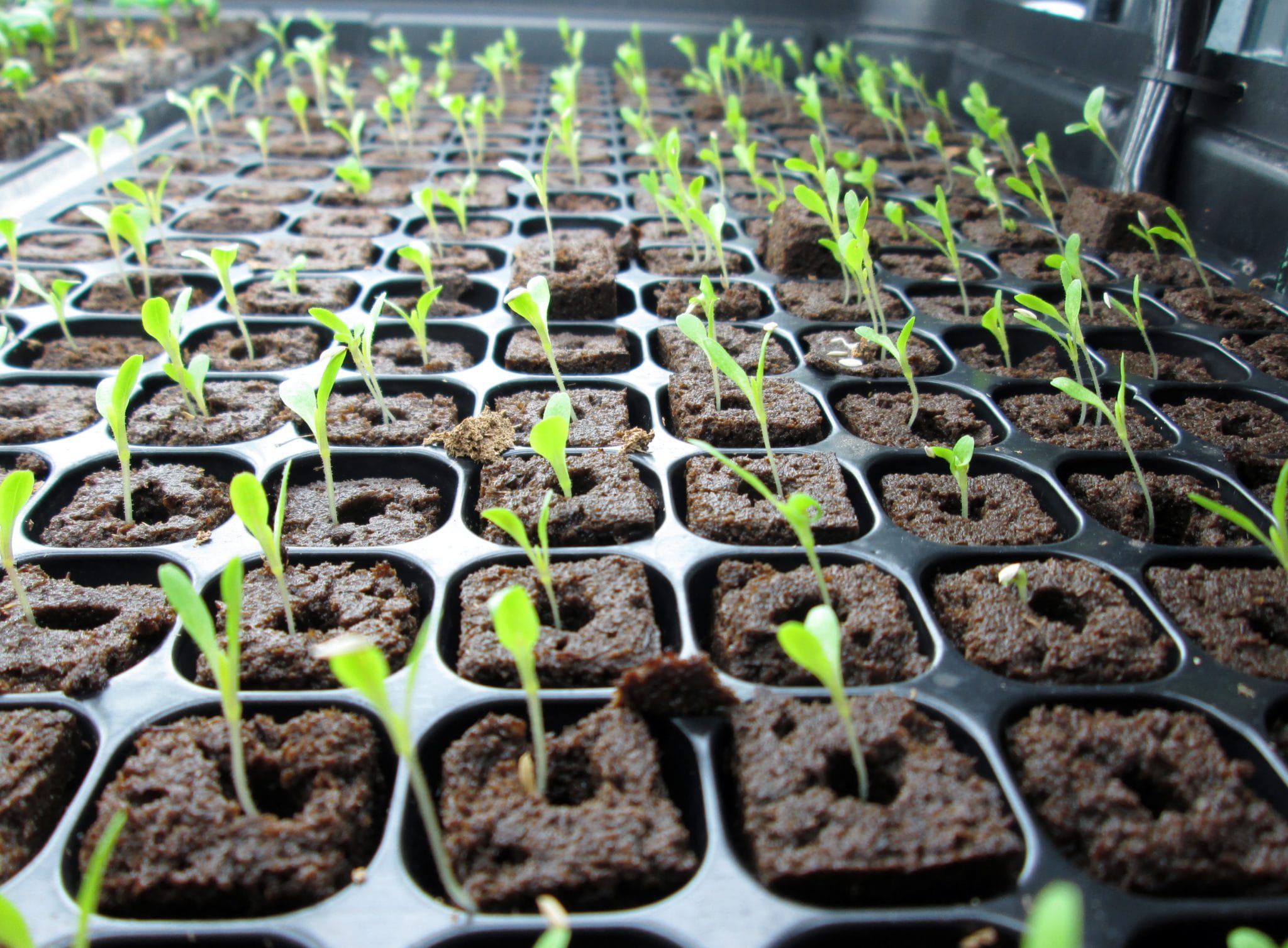 Grow-Plug photo 3