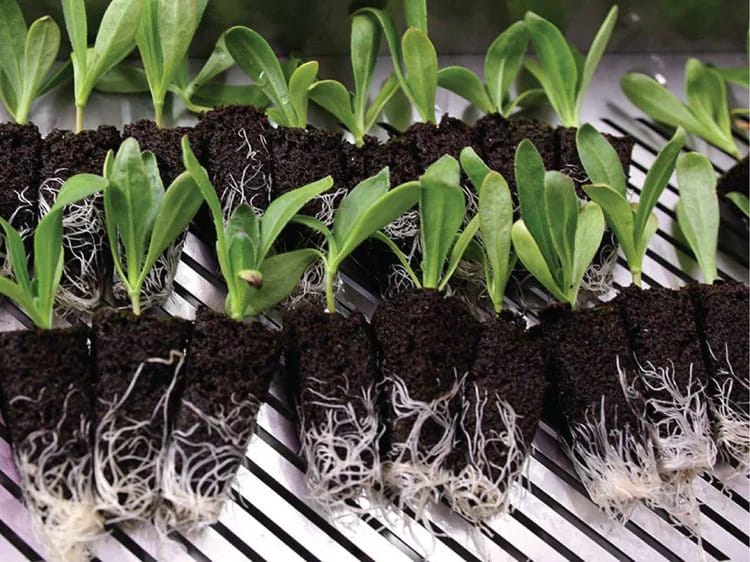 Grow-Plug photo 4