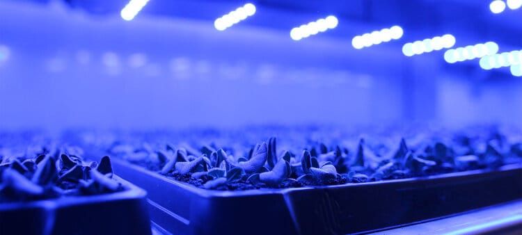 SEEDLING photo 1