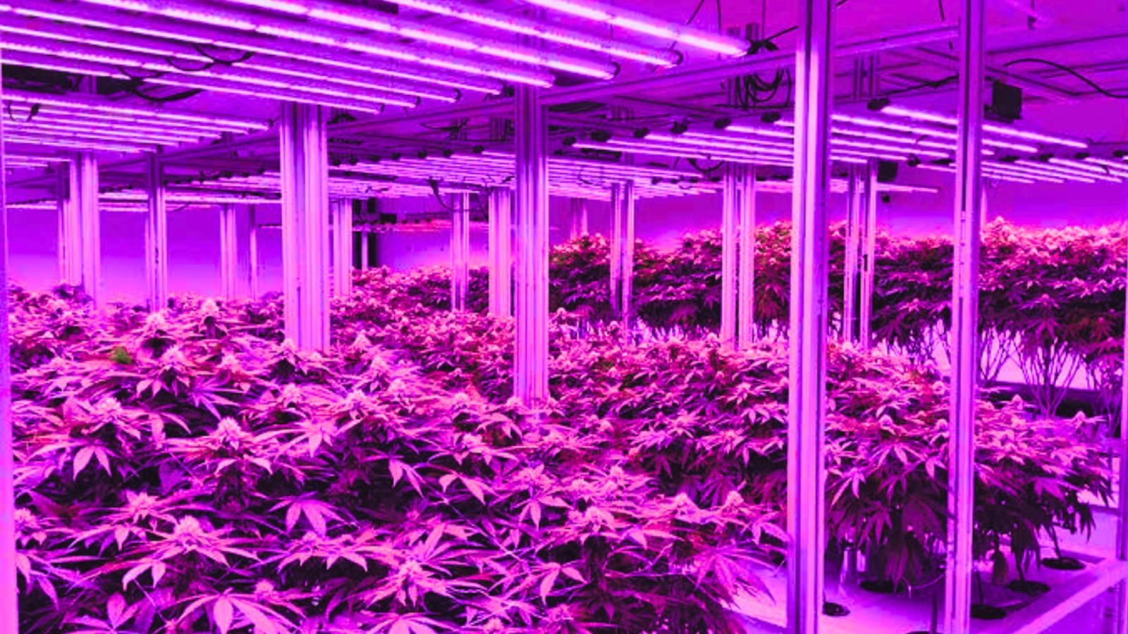 Smart farming 1