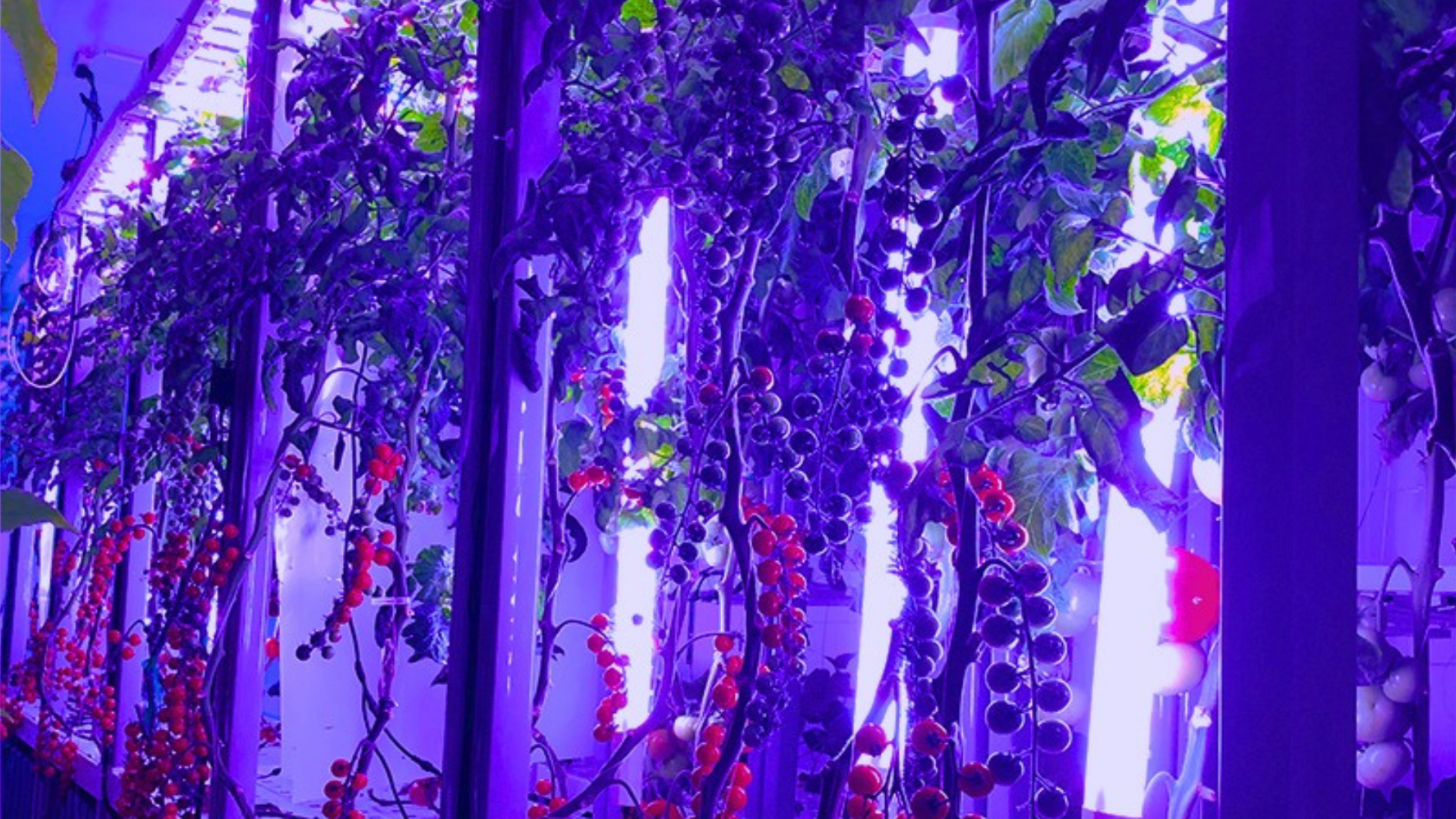 Aeroponic roots