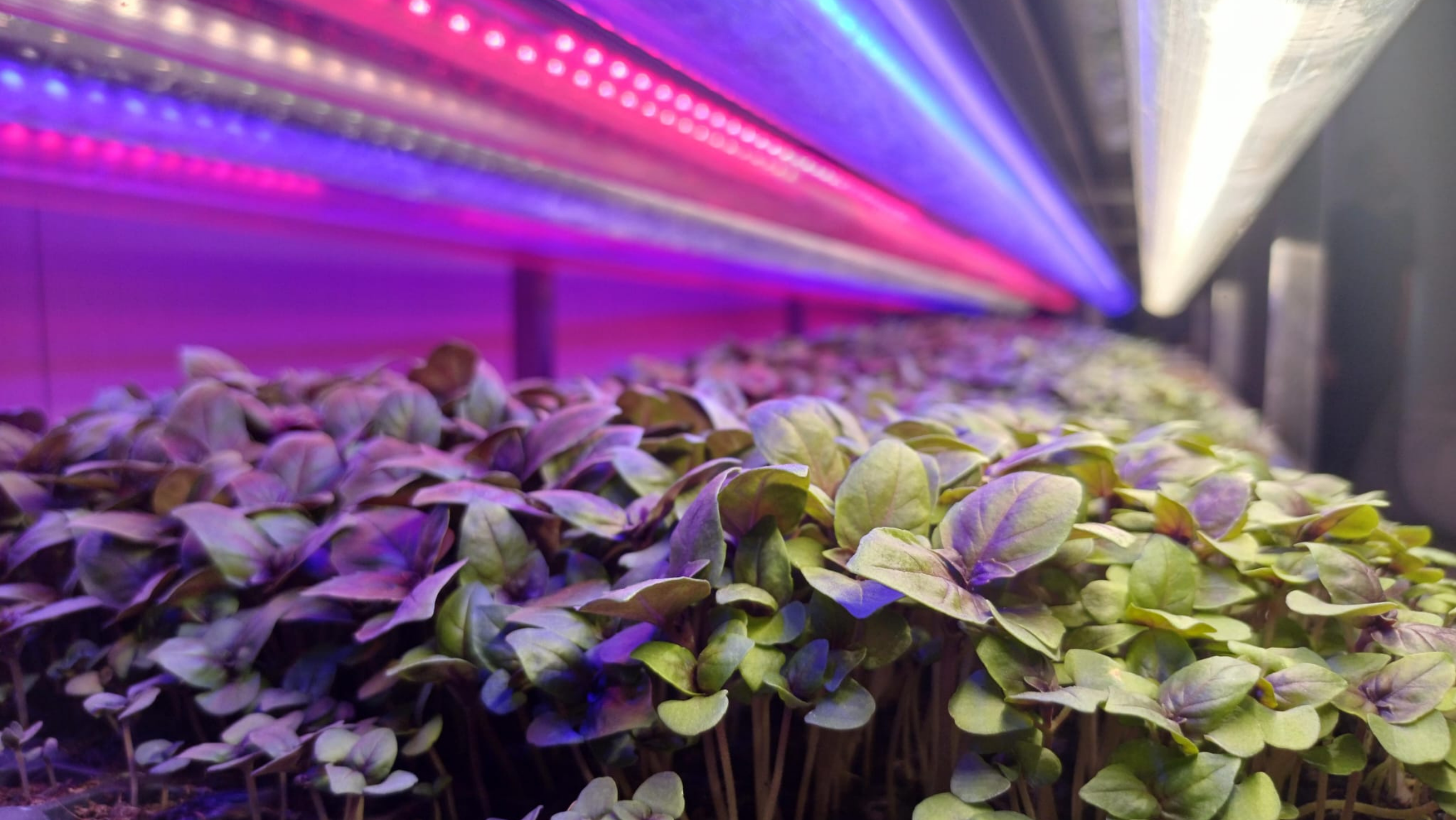 Ebb-Flow irrigation option