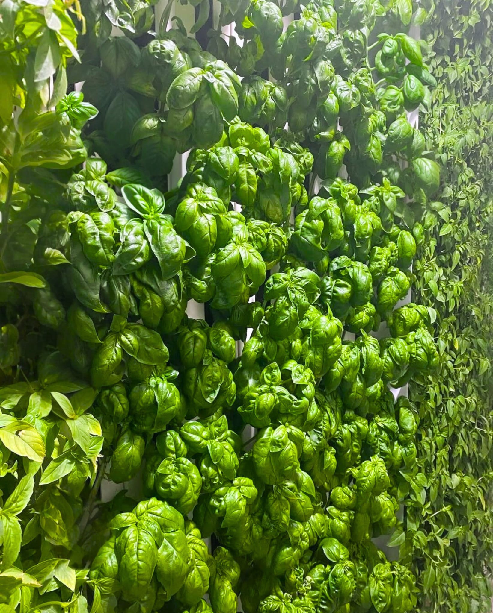 Ebb-Flow irrigation option