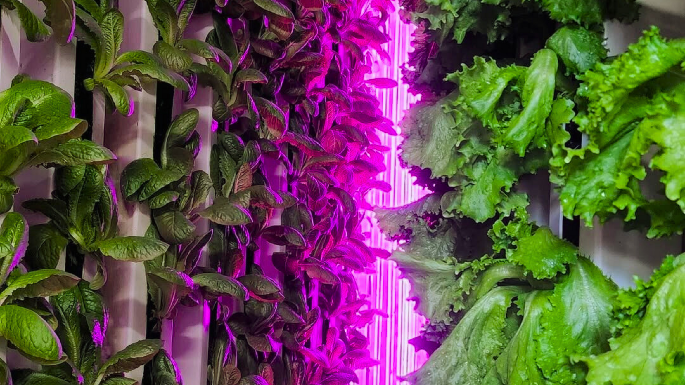 VertiGrow container high-density racks